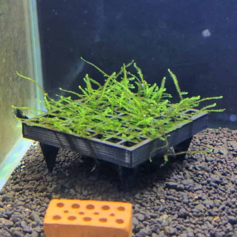 Aquarium Plant Echinodorus - Aquarium Moss Cage Holder Fish Tank
