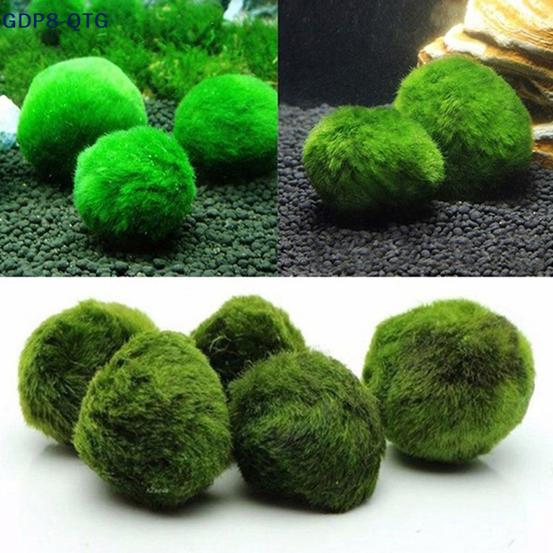 Aquarium Plant Echinodorus - HOT! 3-4cm Marimo Moss Balls Live