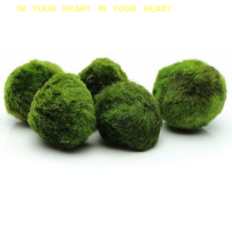 Planted Aquarium Algae - 【X】3-4cm Marimo Moss Balls Live Aquarium