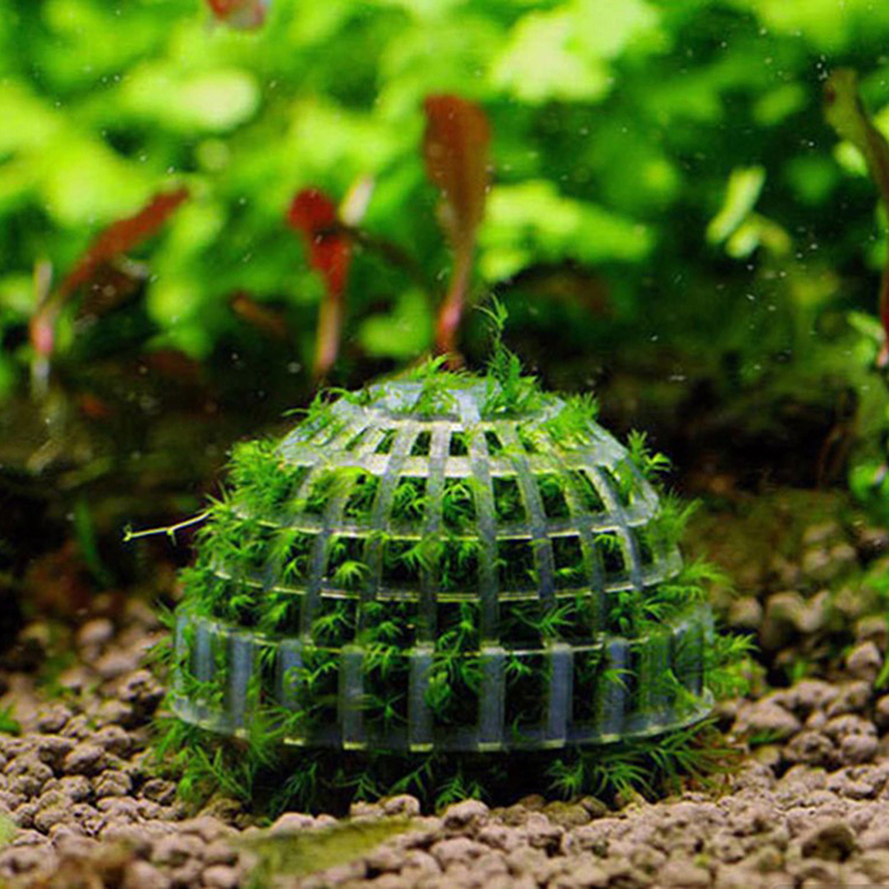 Aquarium Plant Echinodorus - .1Pc Aquatic Pet Supplies Decorations Aquarium