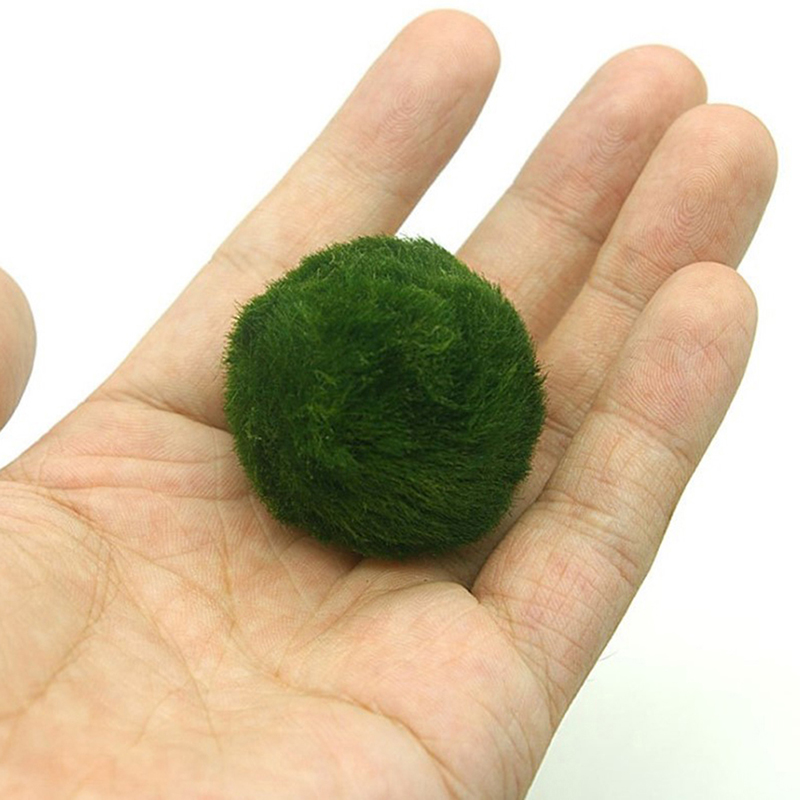 Aquarium Plant Echinodorus - Live Marimo Moss Balls 3-4cm, Simulation