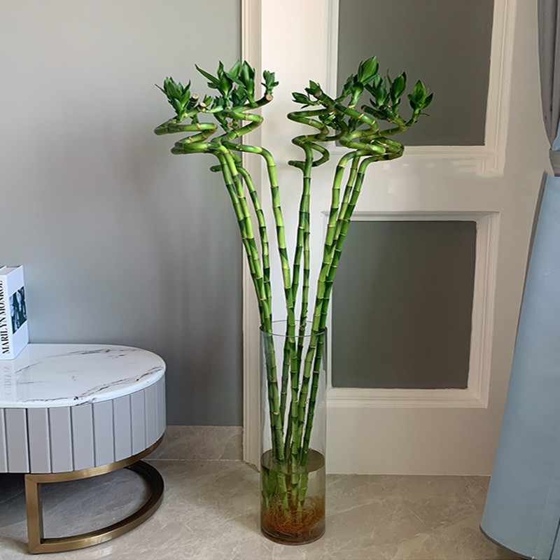 Aquarium Plant Echinodorus - 110cm 2PC Artificial Lucky Bamboo Fake