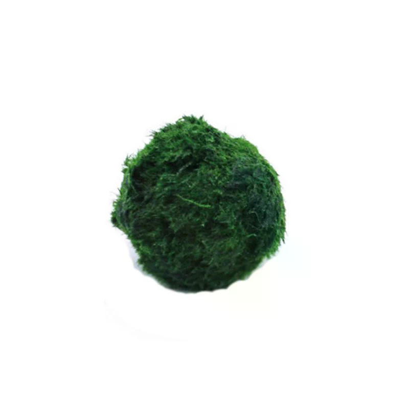 Aquarium Plant Echinodorus - 3-4cm Marimo Moss Balls Live Aquarium