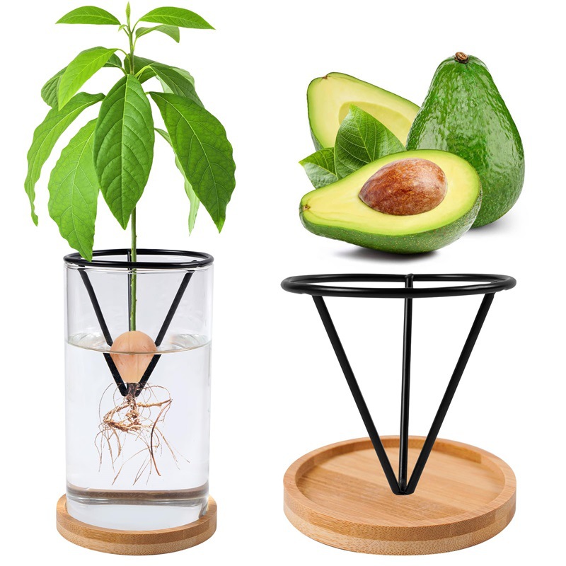 Tissue Culture Plant - Hydroponic Glass Avocado Seed Vase Avocado