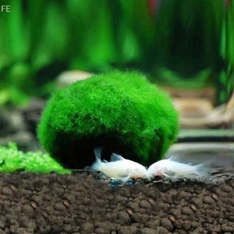 Aquarium Plant Echinodorus - [FE] 3-4cm Marimo Moss Balls Live