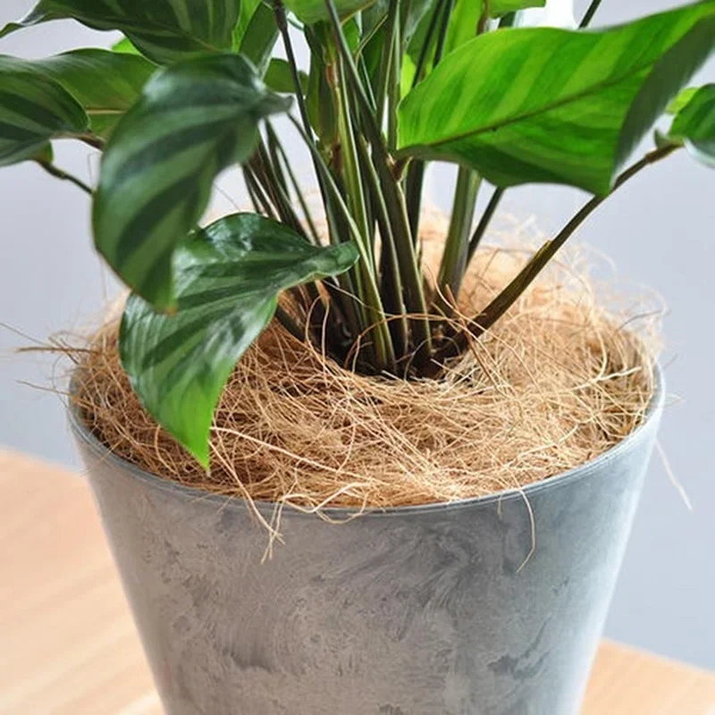 Natural Coconut Husk Fiber Flo - Tissue Culture Plant recensie en prijs