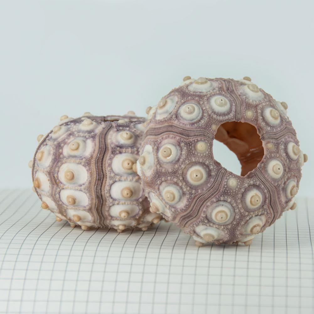 5cm-6cm Sea Shell Conch Orname - Planted Aquarium Air Stone recensie en prijs