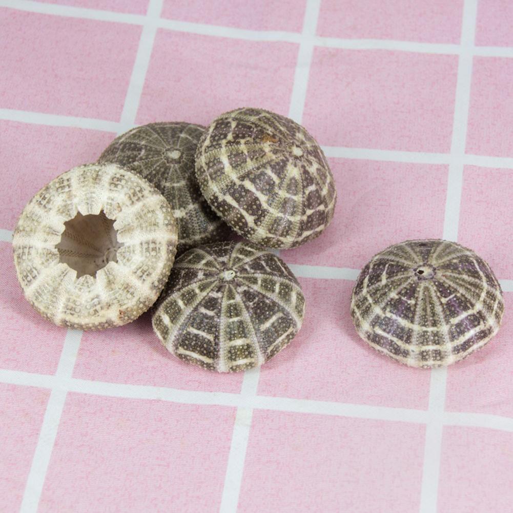5cm-6cm Sea Shell Conch Orname - Planted Aquarium Air Stone recensie en prijs