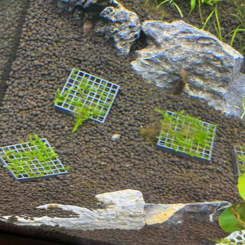 Aquarium Moss Cage Holder Fish - Aquarium Plant Echinodorus recensie en prijs