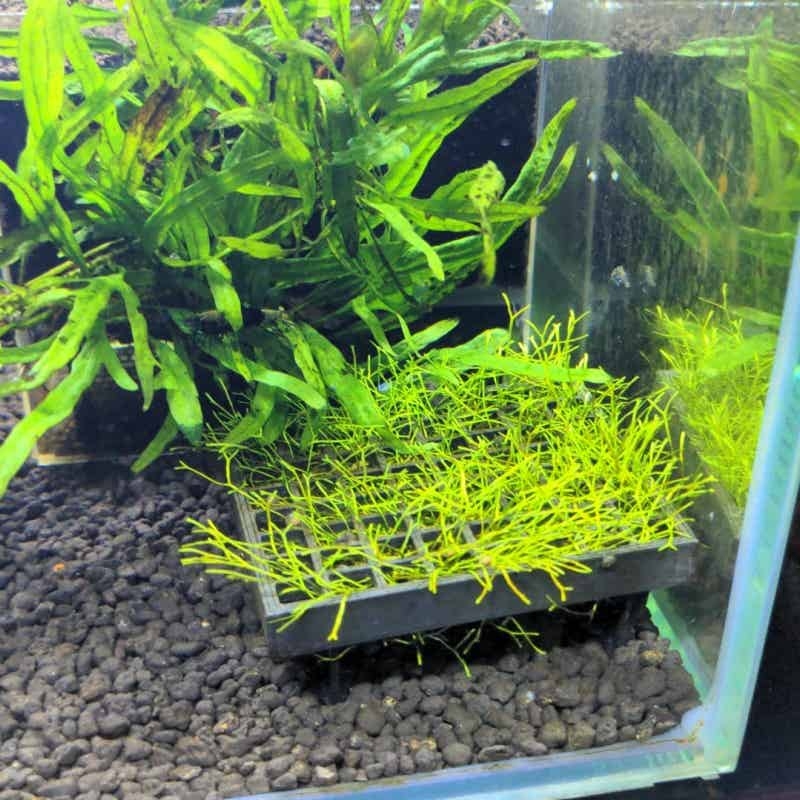 Aquarium Moss Cage Holder Fish - Aquarium Plant Echinodorus recensie en prijs
