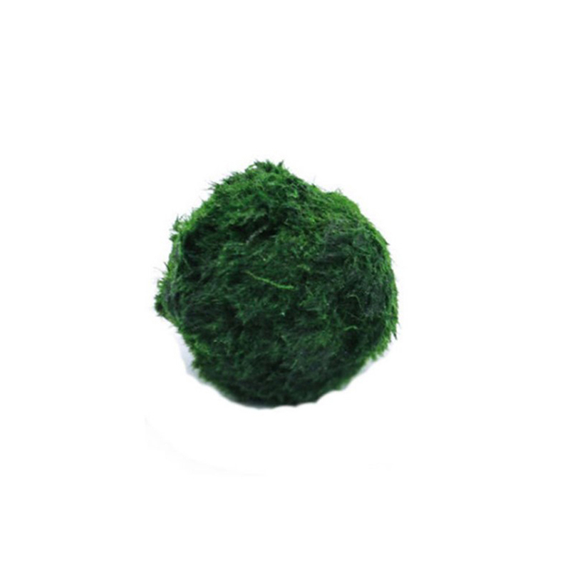 HOT! 3-4cm Marimo Moss Balls L - Aquarium Plant Echinodorus recensie en prijs