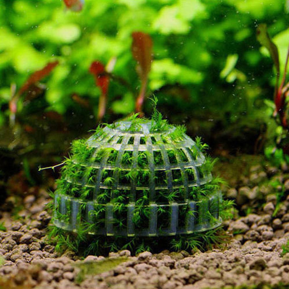 Aquarium Fish Tank Media Moss  - Aquarium Plant Echinodorus recensie en prijs