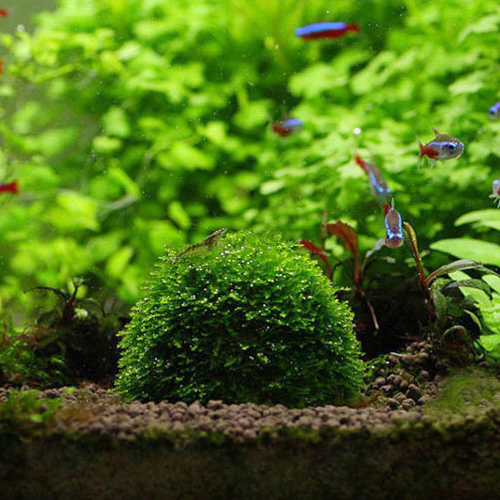 Aquarium Fish Tank Media Moss  - Aquarium Plant Echinodorus recensie en prijs
