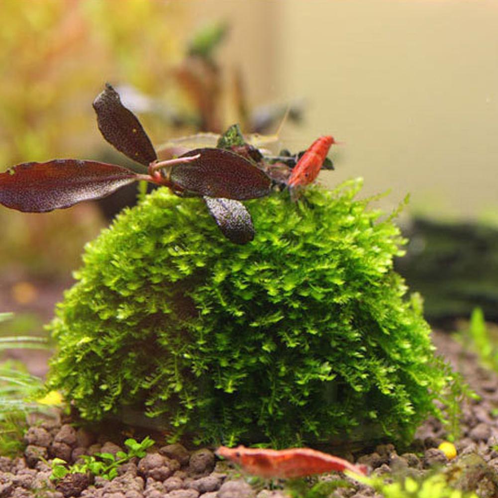 Aquarium Fish Tank Media Moss  - Aquarium Plant Echinodorus recensie en prijs