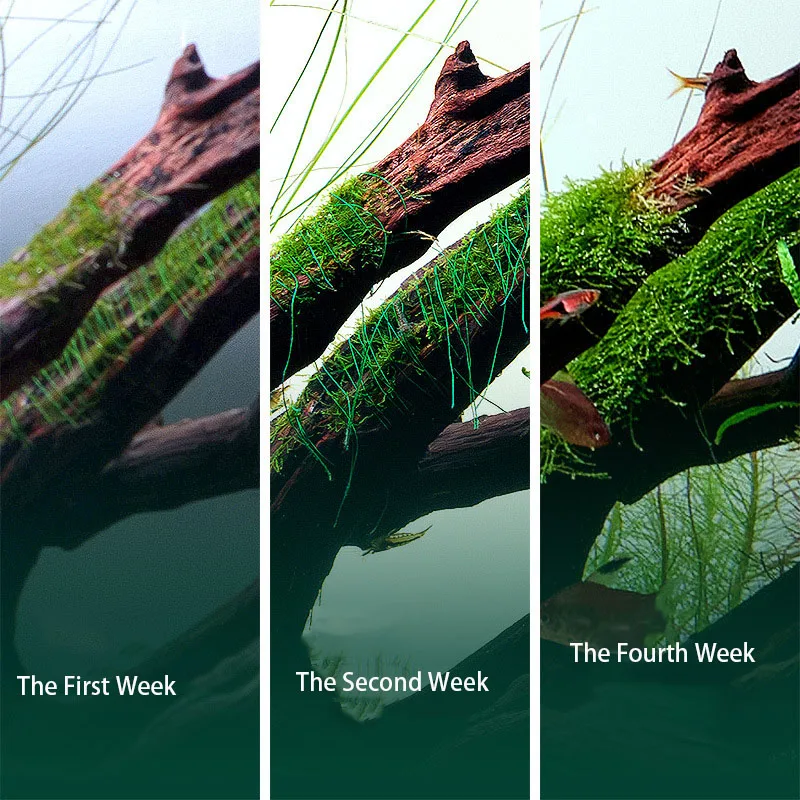 Degradable Aquarium Driftwood  - Aquarium Plant Echinodorus recensie en prijs