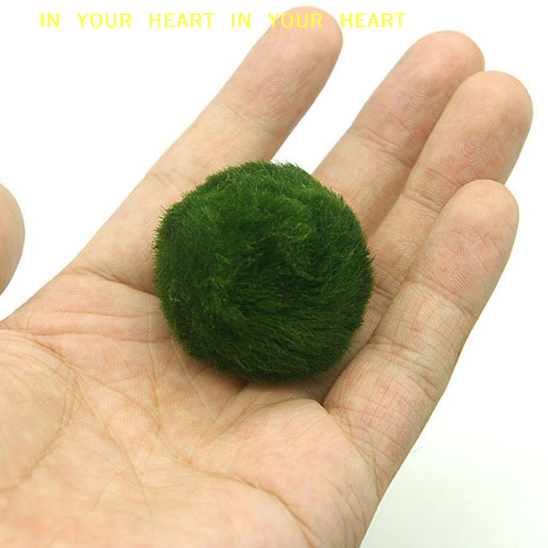 【X】3-4cm Marimo Moss Balls Liv - Planted Aquarium Algae recensie en prijs