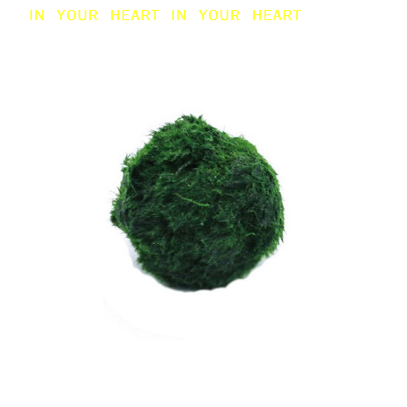 【X】3-4cm Marimo Moss Balls Liv - Planted Aquarium Algae recensie en prijs