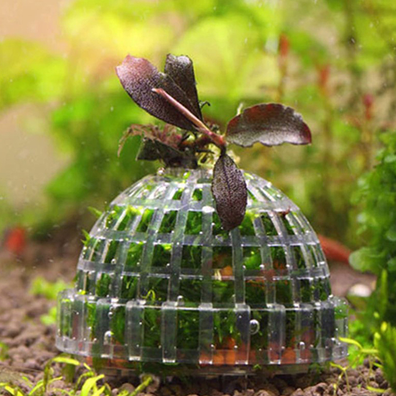1pc New Aquatic Pet Supplies D - Aquarium Plant Echinodorus recensie en prijs