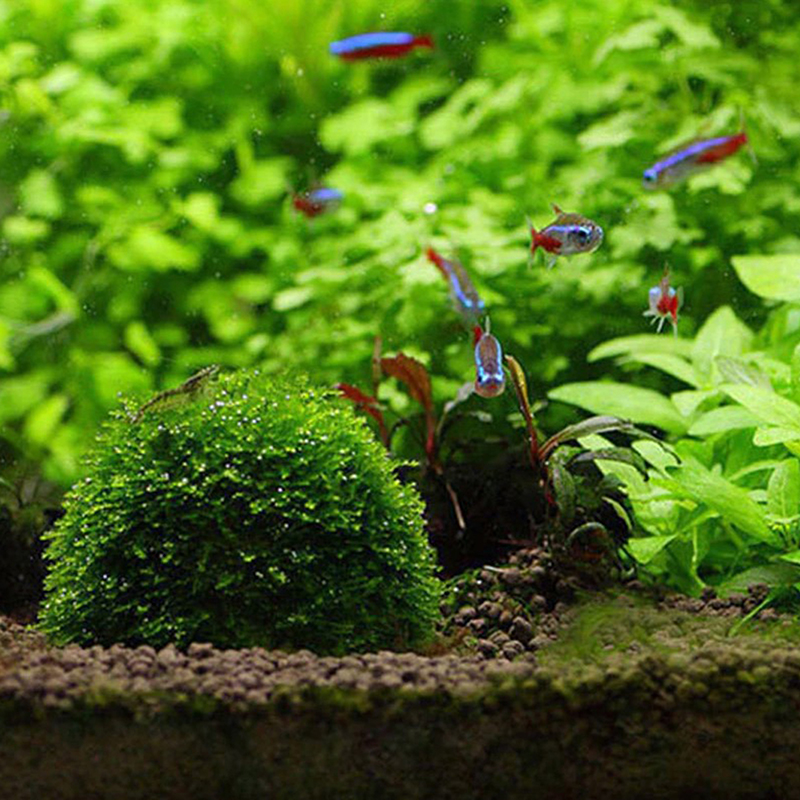 New Aquatic Pet Supplies Decor - Aquarium Plant Echinodorus recensie en prijs