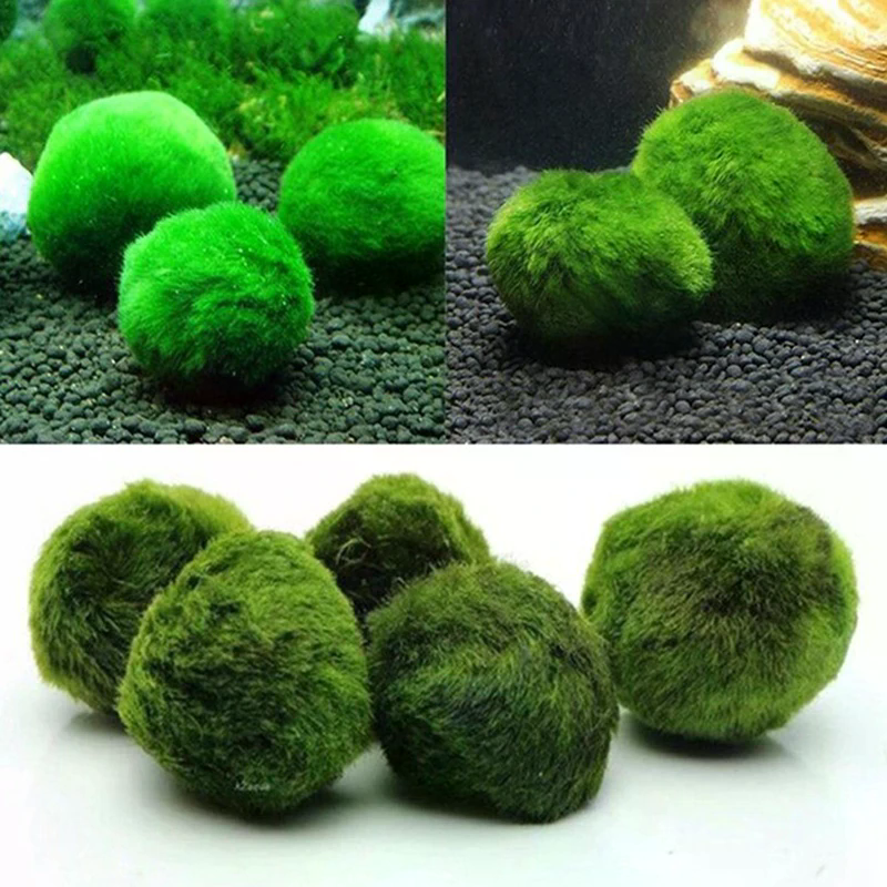 3-4cm Marimo Moss Balls Live A - Aquarium Plant Echinodorus recensie en prijs
