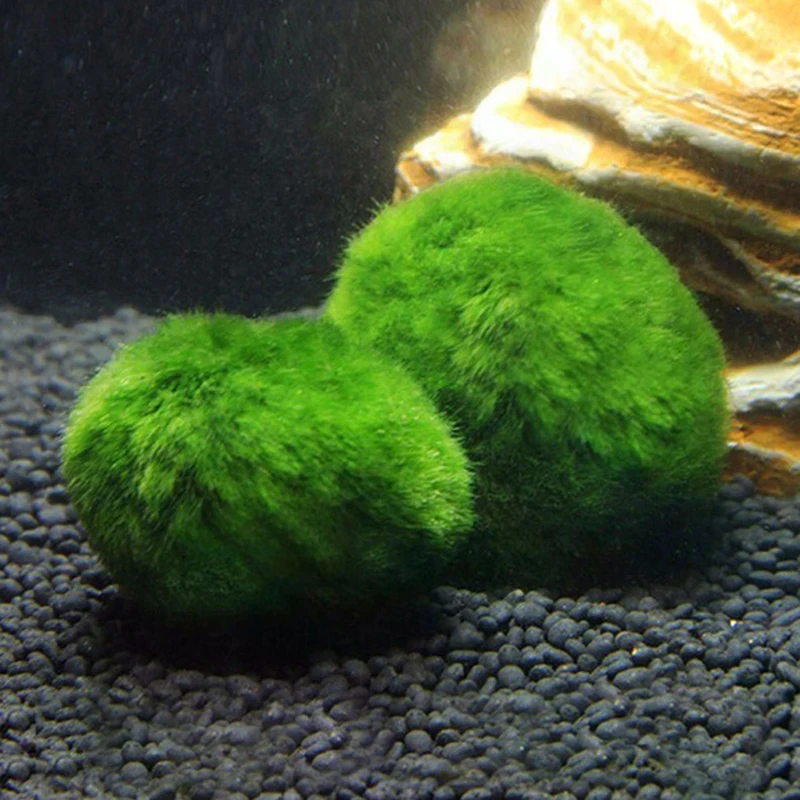 3-4cm Marimo Moss Balls Live A - Aquarium Plant Echinodorus recensie en prijs
