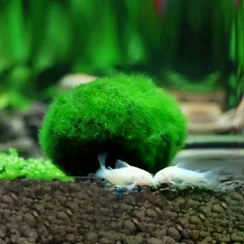 3-4cm Marimo Moss Balls Live A - Aquarium Plant Echinodorus recensie en prijs