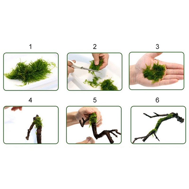 120M DIY Moss Line Binding Lin - Aquarium Plant Echinodorus recensie en prijs