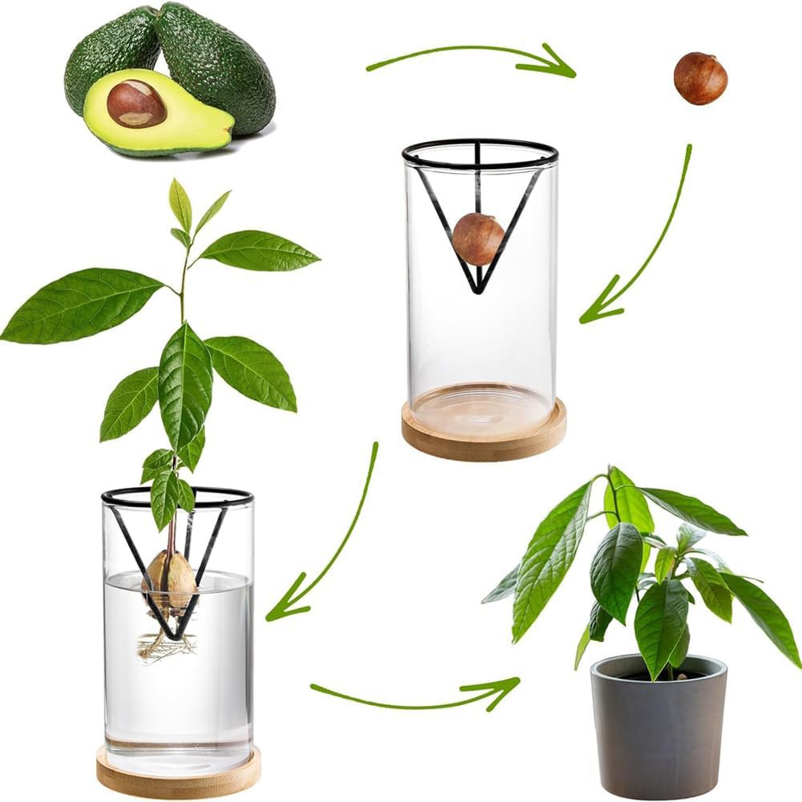Hydroponic Glass Avocado Seed  - Tissue Culture Plant recensie en prijs