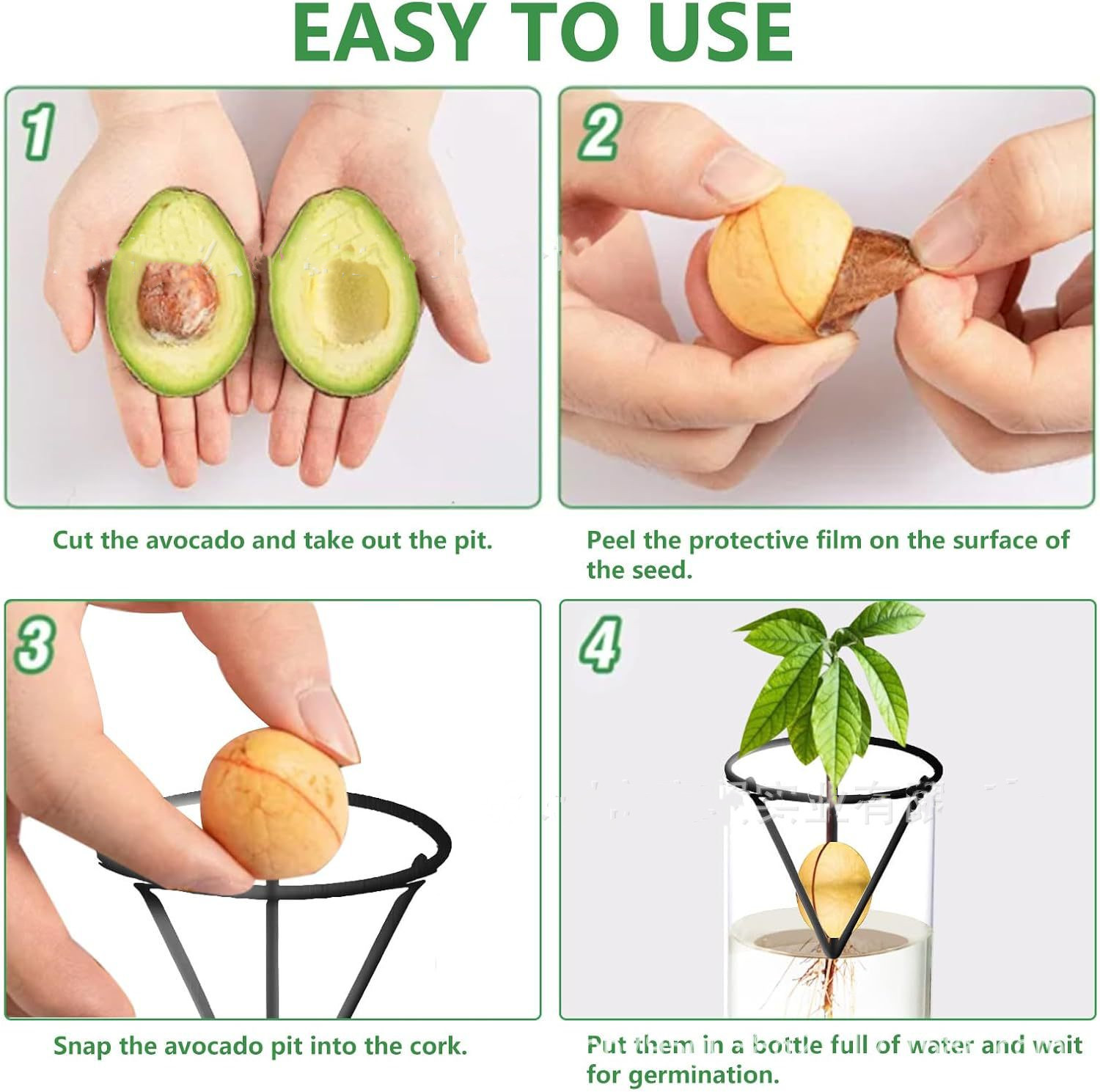 Hydroponic Glass Avocado Seed  - Tissue Culture Plant recensie en prijs