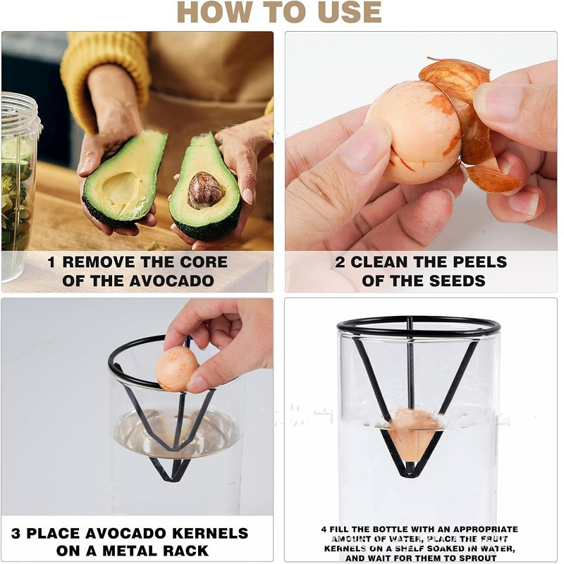Hydroponic Glass Avocado Seed  - Tissue Culture Plant recensie en prijs