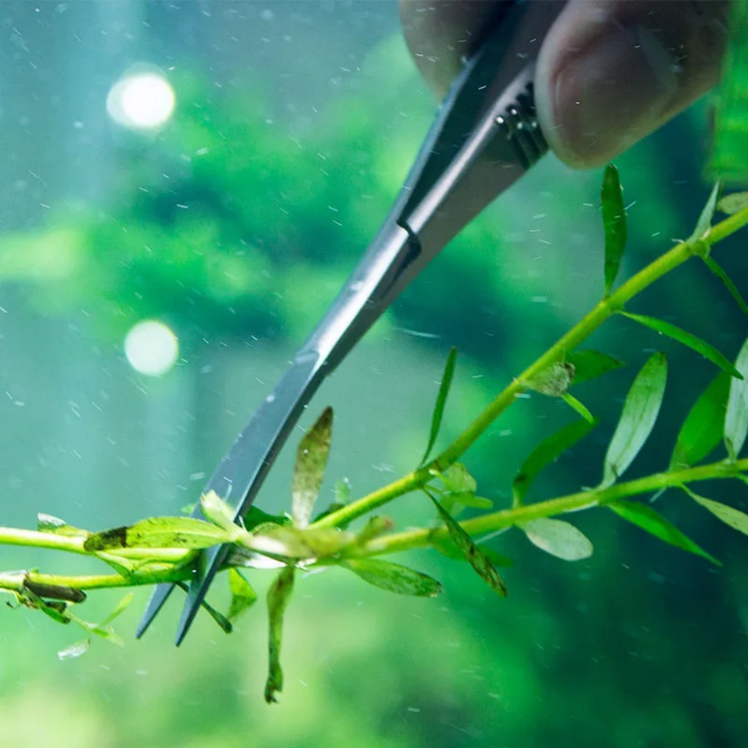 Curved Straight Spring Scissor - Aquarium Plant Utensils recensie en prijs